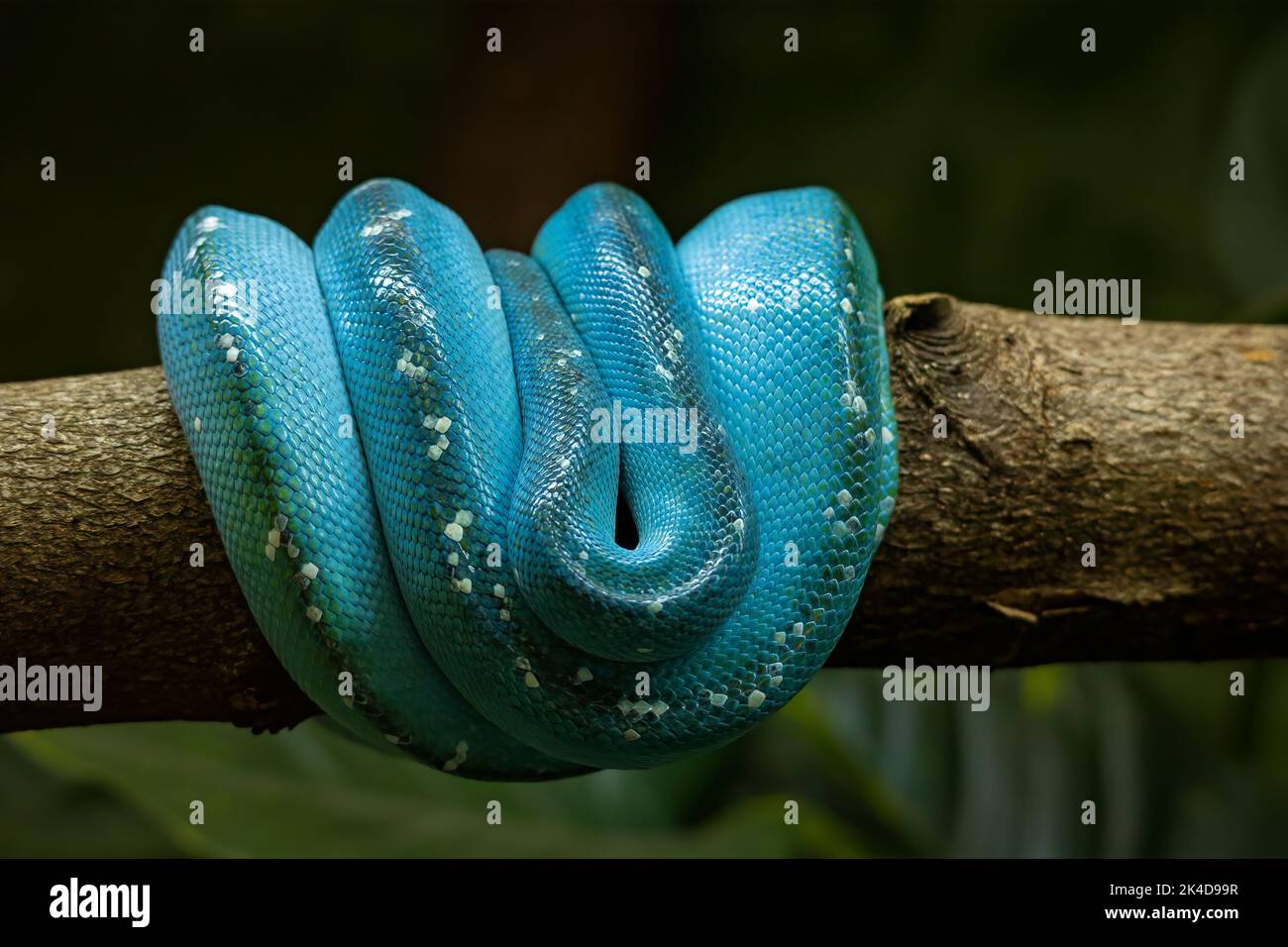 Un gros plan d'un serpent python d'arbre bleu sur une branche d'arbre Photo  Stock - Alamy