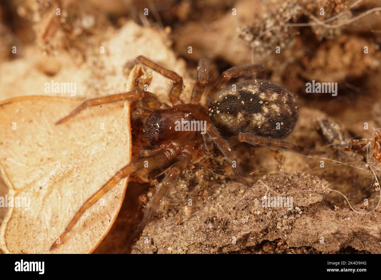 Gros plan sur une araignée de nid enchevêtrée, Amaurobius, assise sur le sol dans le jardin Banque D'Images
