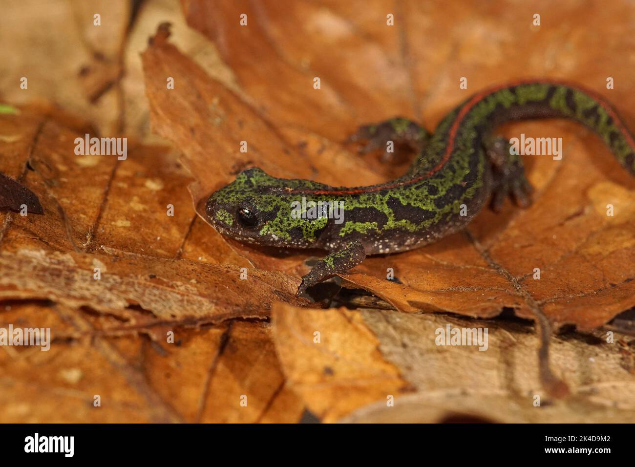 Gros plan sur le vert coloré européen, près menacé portugais Pygmy marbré newt, Lissotriton pygmaeus assis sur une feuille séchée Banque D'Images