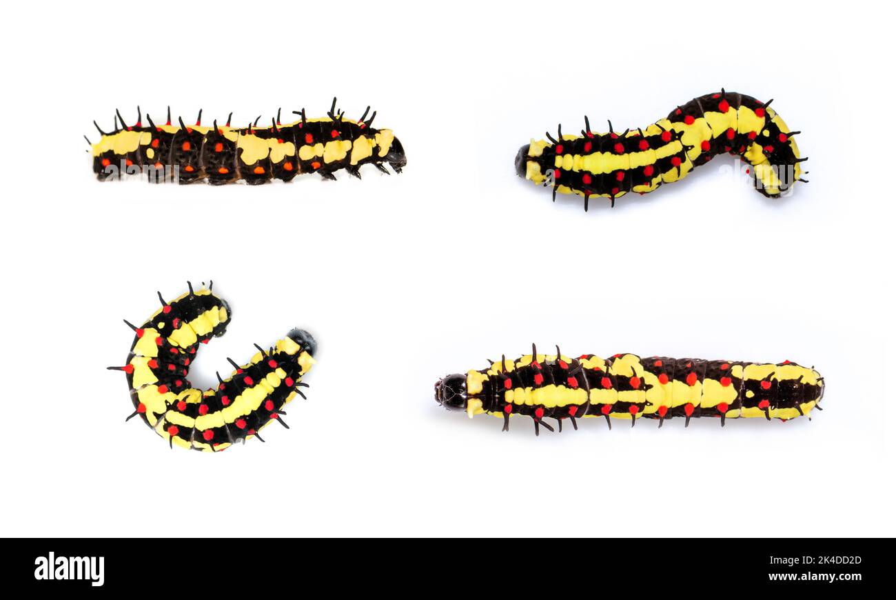 Groupe de chenilles de mime commune isolées sur fond blanc. Animal. Ver. Insecte. Banque D'Images