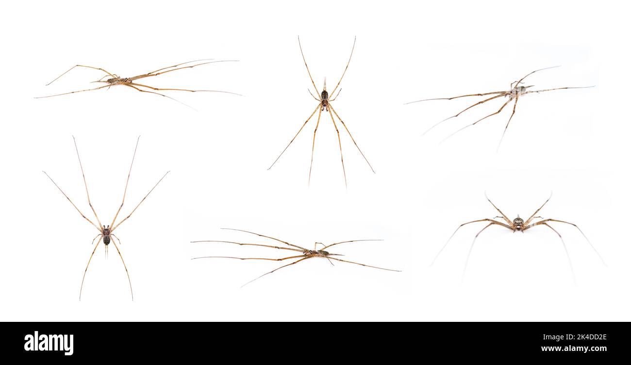 Groupe de deux araignées à queue (Hersilia sp.) isolées sur fond blanc. Animal. Insecte. Banque D'Images