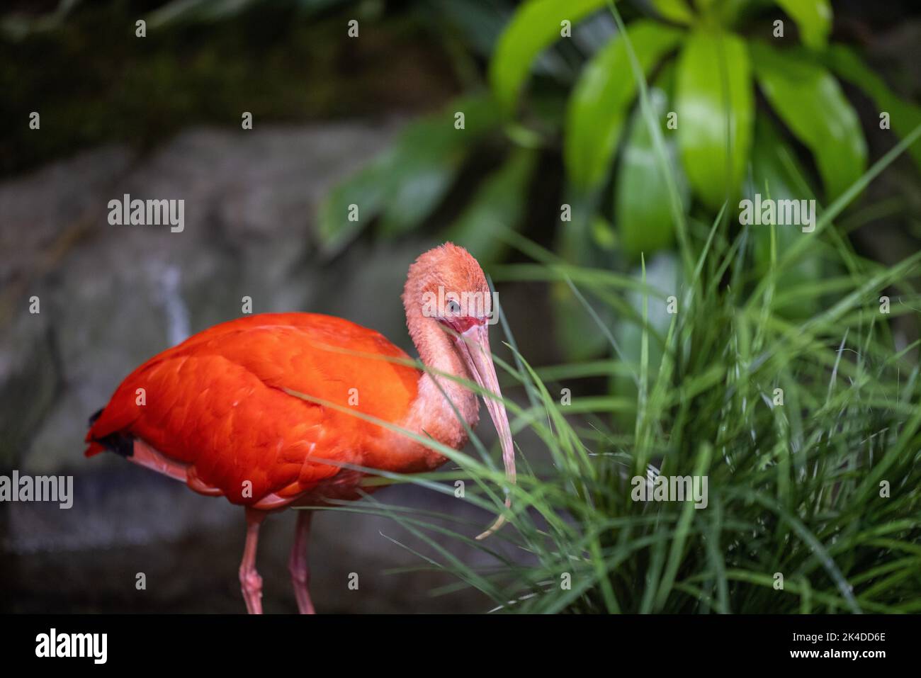 Gros plan d'un ibis écarlate (Eudocimus ruber) Banque D'Images