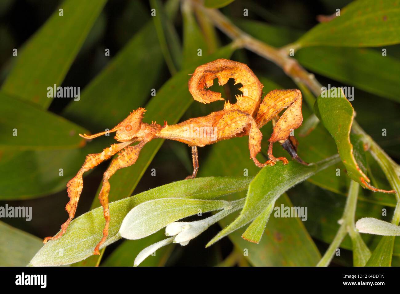 Insecte à feuilles épineuses, Extatosoma tiaratum. Femelle. Également connu sous le nom d'insecte Macleays Specter Stick, insecte géant de Prickly Stick et bâton de marche australien Banque D'Images