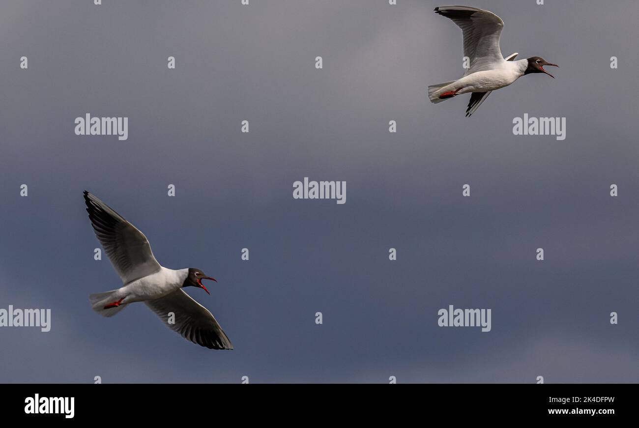 Deux goélands à tête noire, Chericocephalus ridibundus, en vol au début du printemps, contre un ciel étoilé. Banque D'Images Deux goélands à tête noire, Chericocephalus ridibundus, en vol au début du printemps, contre un ciel étoilé. Banque D'Images