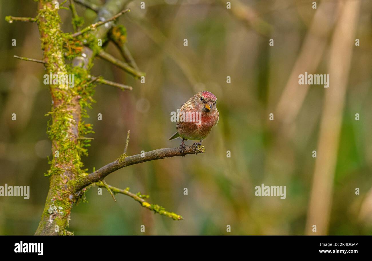 Petit redpoll, cabaret Acanthis perché dans le Bush, en hiver. Banque D'Images