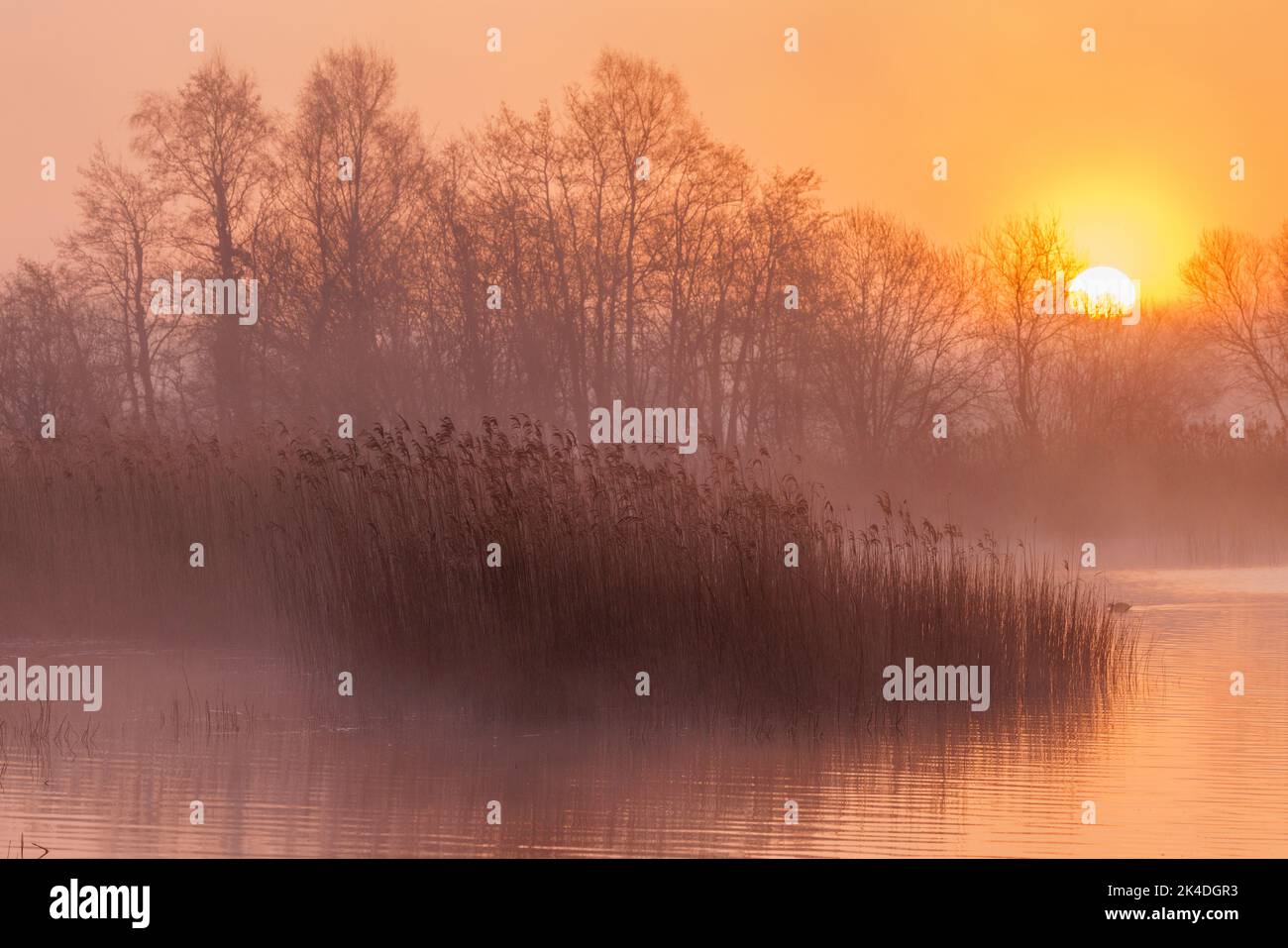 Lac, roseaux et alder à l'aube, à Ham Wall, niveaux Somerset. Banque D'Images