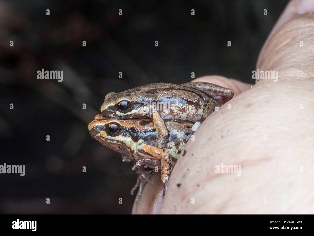 cycle de reproduction de grenouille. Banque D'Images