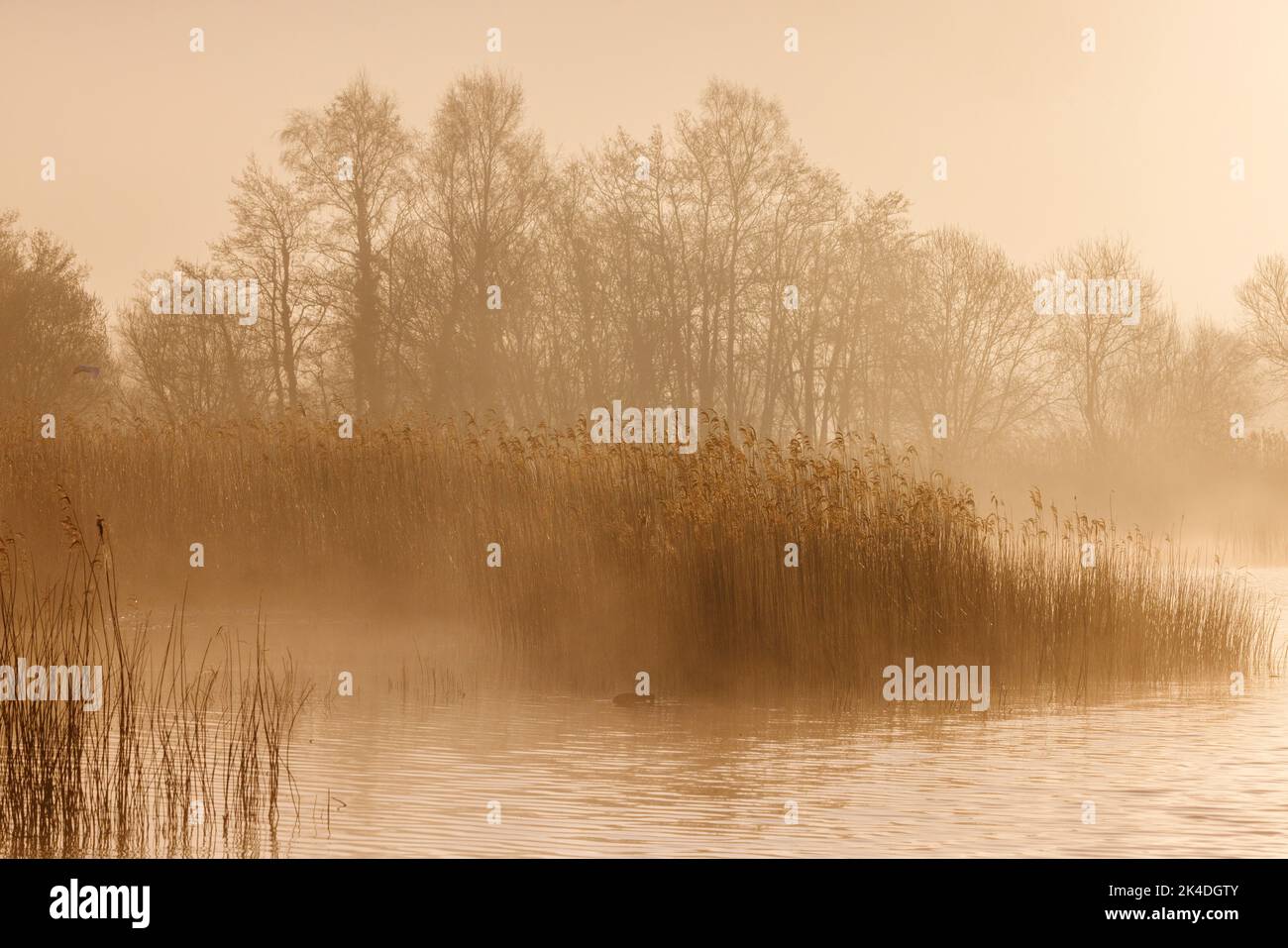 Lac, roseaux et alder à l'aube, à Ham Wall, niveaux Somerset. Banque D'Images