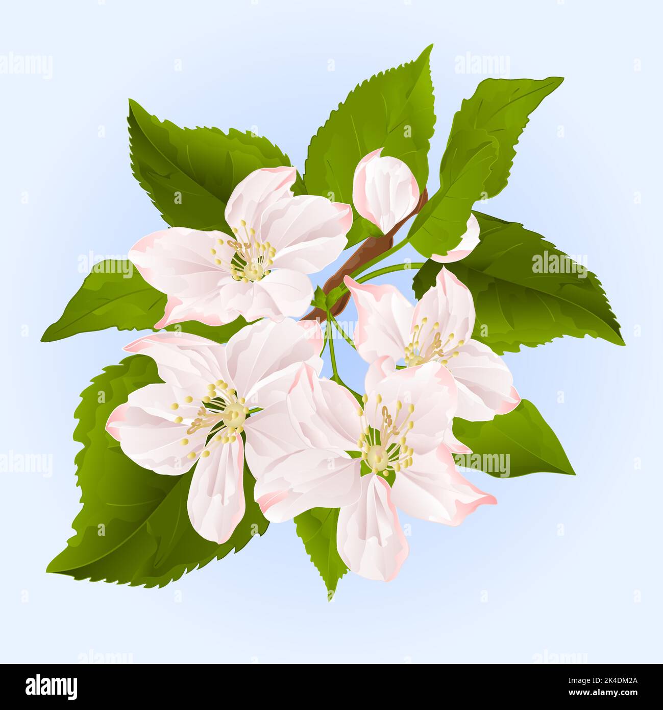 Branche de pommier avec illustration vectorielle de fleurs Illustration de Vecteur