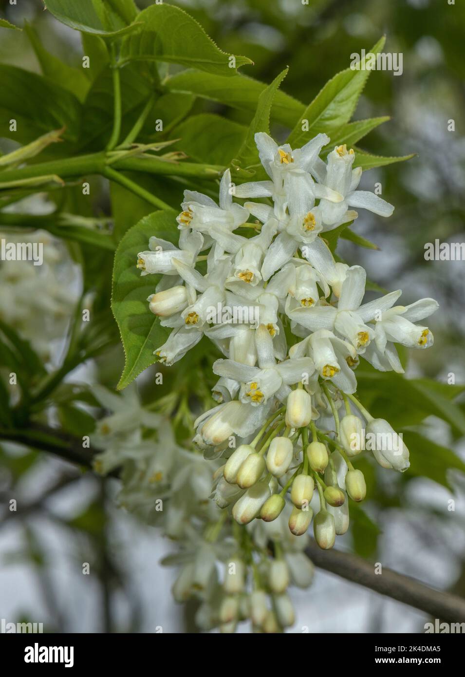 Bladdernut caucasien, Staphylea colchica, en fleur, du Caucase, Banque D'Images