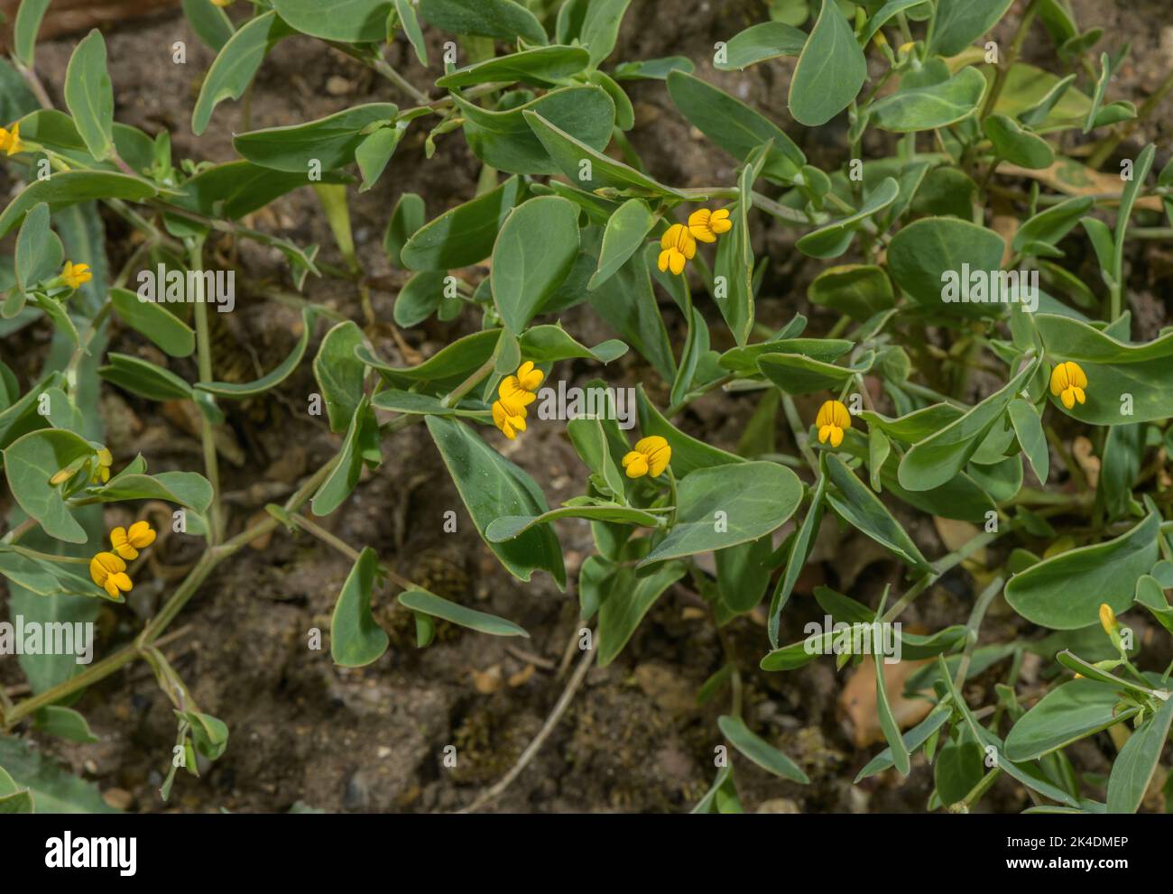 Gravure annuelle de scorpion, Coronilla scorpioides, en fleur au printemps. Europe du Sud, Méditerranée. Banque D'Images