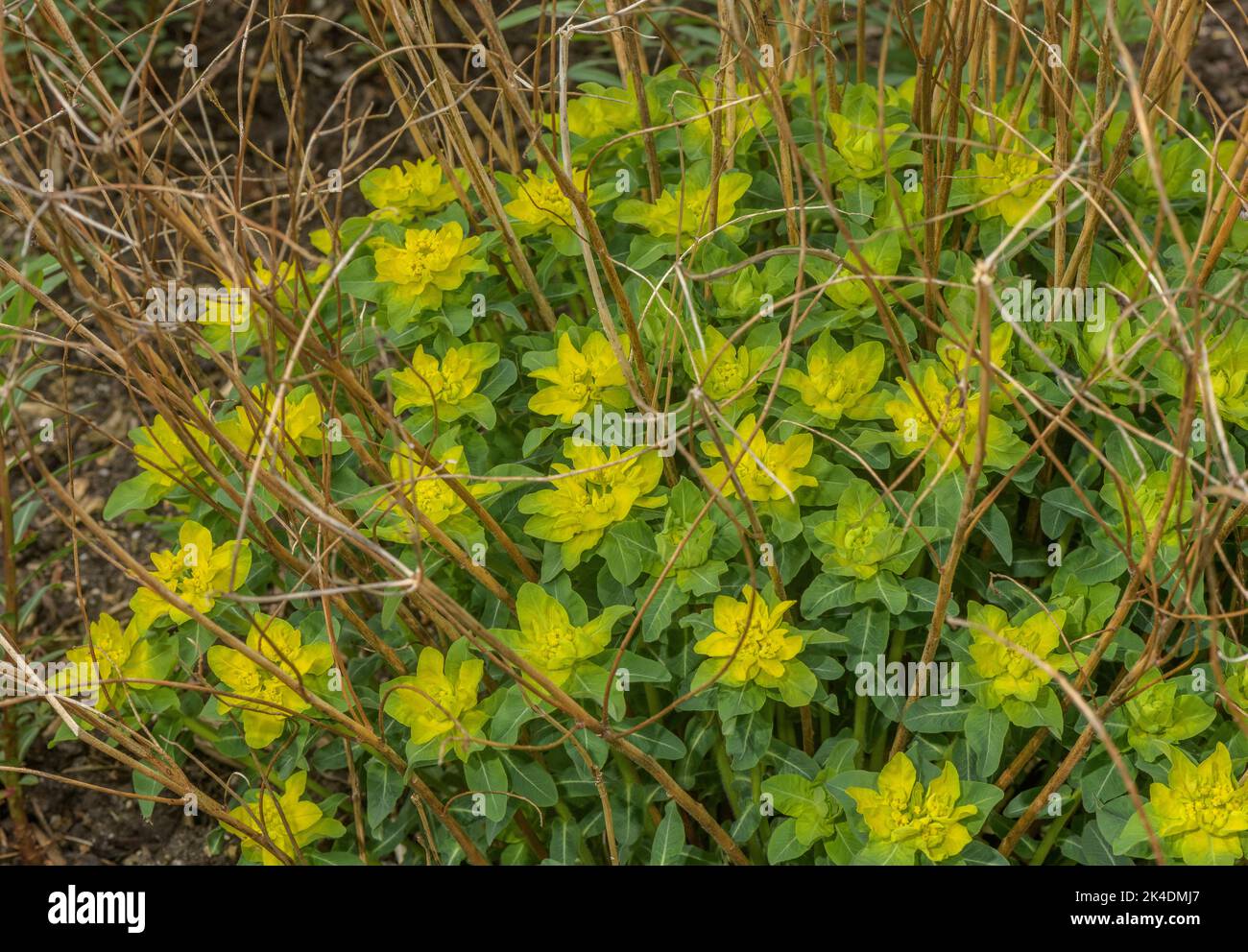 Epupse à coussin, Euphorbia epithymoides, en fleur, Europe du Sud-est Banque D'Images