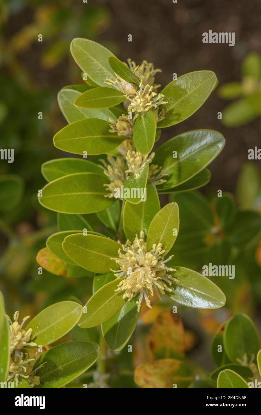 Buxus balaerica, en fleur au printemps. Espagne. Banque D'Images