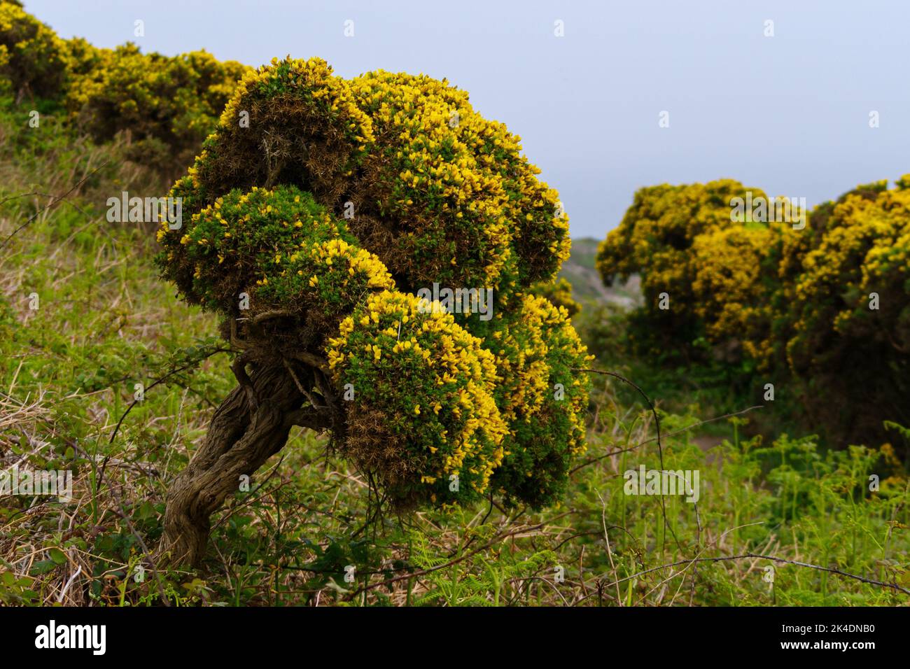 Buisson d'Ulex (communément connu sous le nom de gorse, furoze, ou whin) sur l'île irlandaise de Howth Banque D'Images