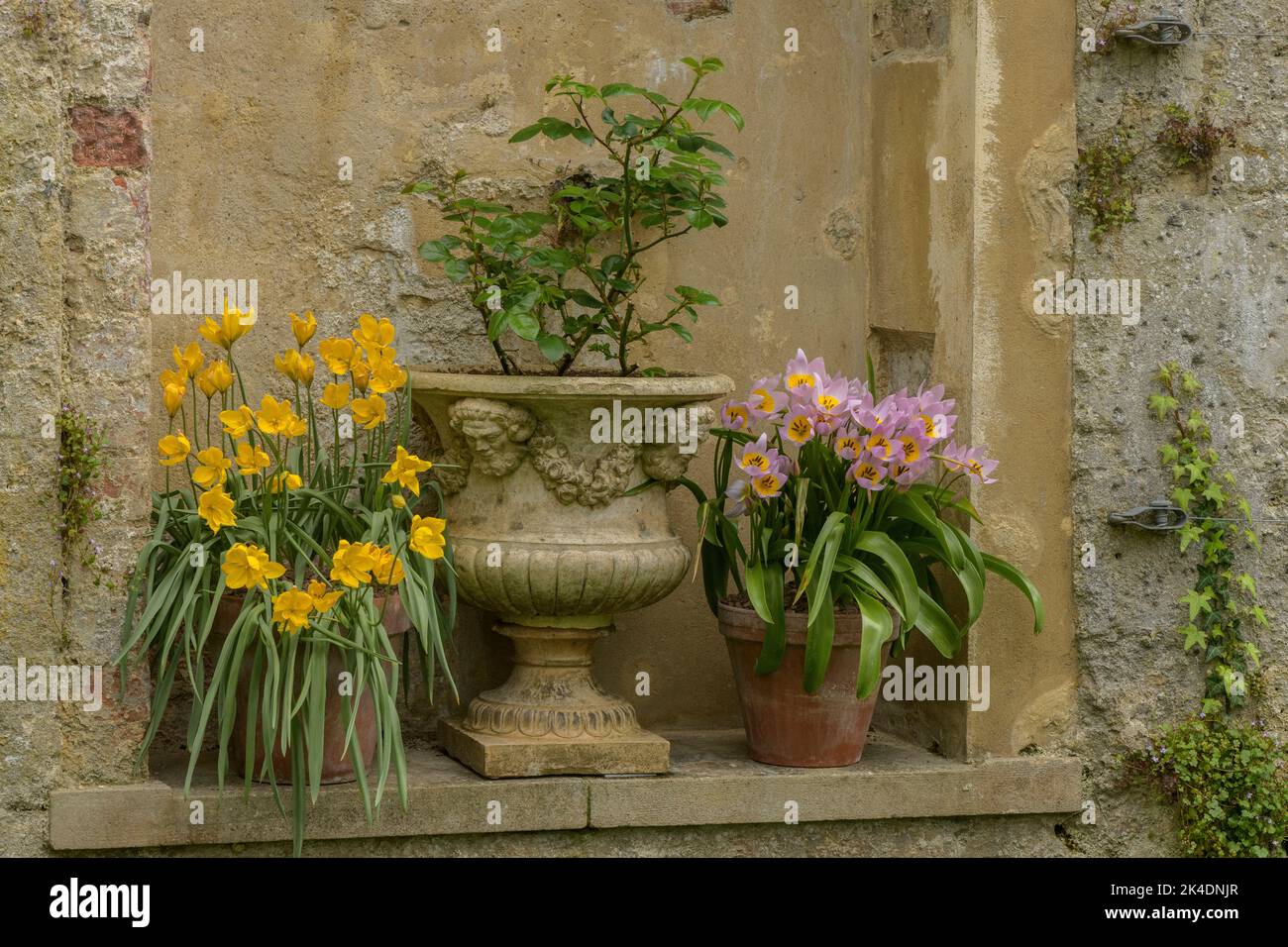 Alcôve avec tulipes au printemps dans le jardin botanique d'Oxford. Banque D'Images