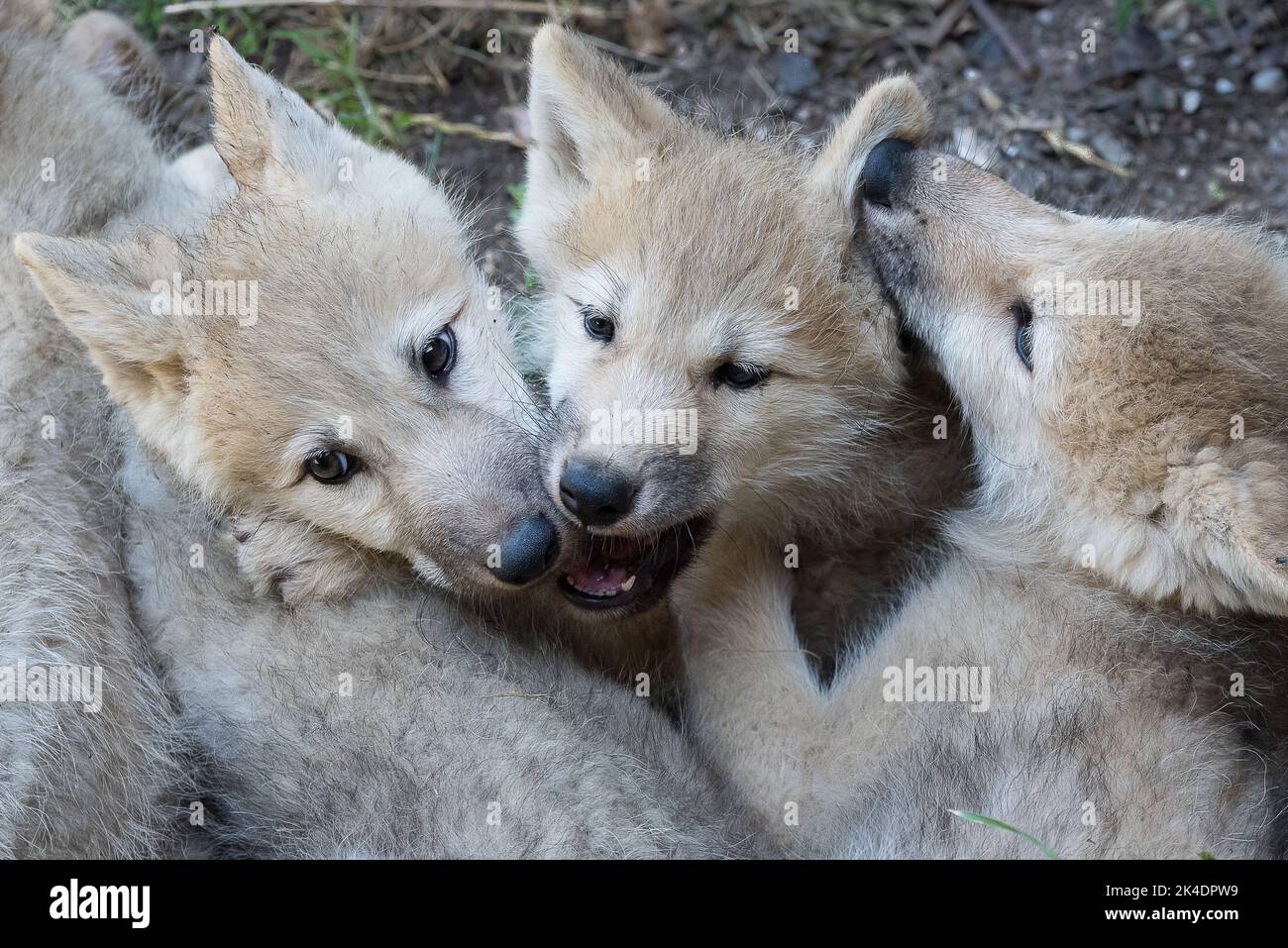 Des loups de l'Arctique jouent Banque D'Images