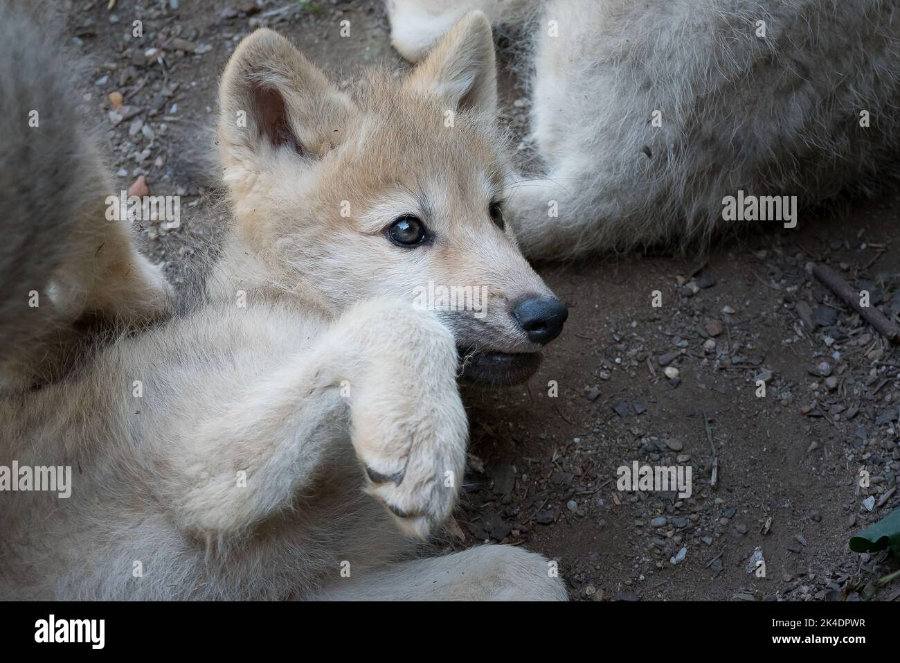 Loup arctique pup Banque D'Images
