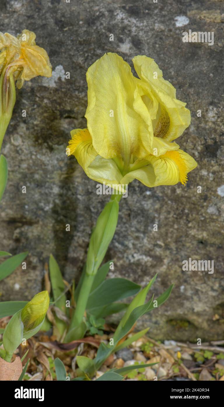 Iris rocheuse, Iris reichenbachii, en fleur sous sa forme jaunâtre. Balkans. Banque D'Images