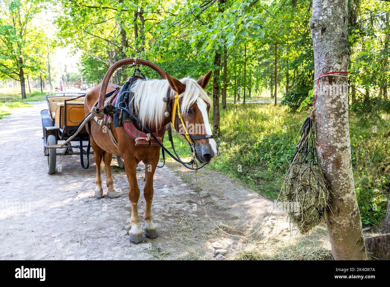 Cheval porté à une calèche tirée par un cheval dans un parc de la ville en été Banque D'Images