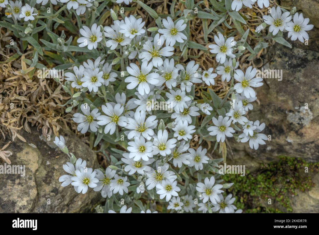 Gibraltar Chickweed, Cerastium boissierianum, en fleur sur les rochers. Largement cultivé dans les jardins et naturalisé. Banque D'Images