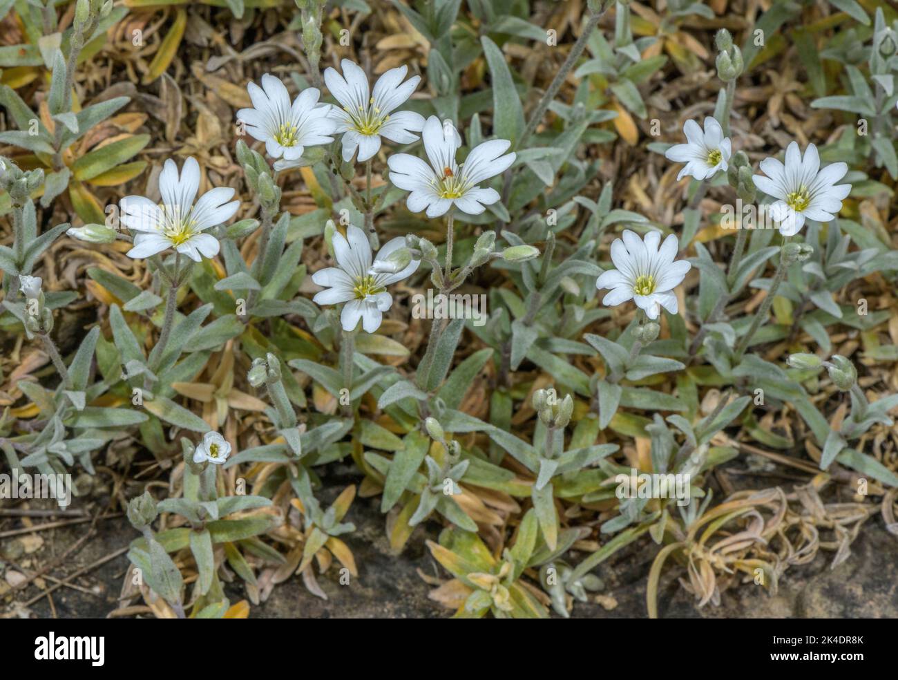 Gibraltar Chickweed, Cerastium boissierianum, en fleur sur les rochers. Largement cultivé dans les jardins et naturalisé. Banque D'Images