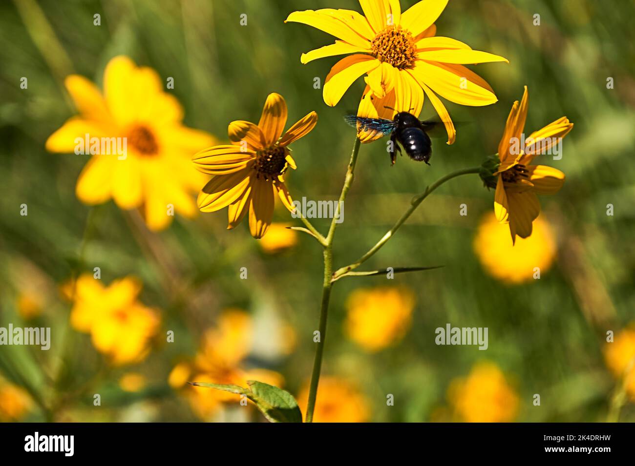 Grande abeille pollinisant sur une Marguerite jaune . Banque D'Images