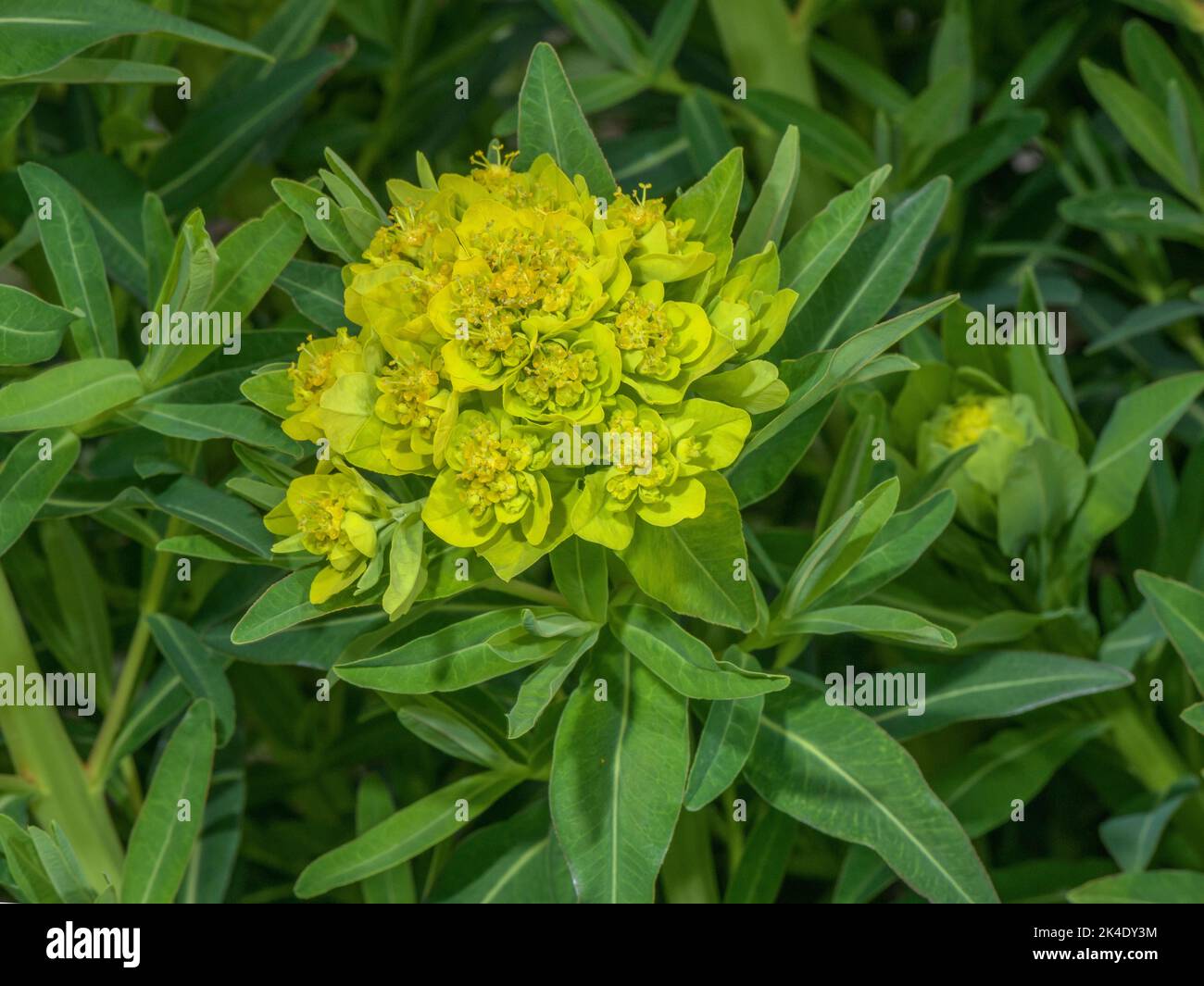 Fessée de marais, Euphorbia palustris en fleur. Banque D'Images