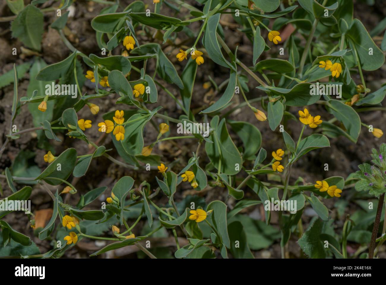 Gravure annuelle de scorpion, Coronilla scorpioides, en fleur au printemps. Europe du Sud, Méditerranée. Banque D'Images
