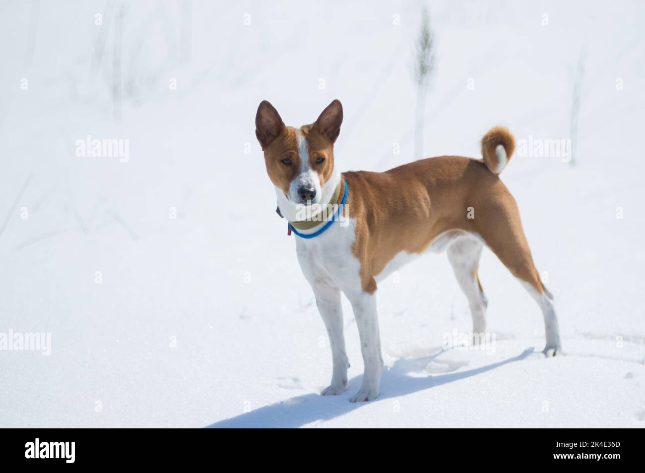 Chien Basenji mûr debout sur une neige fraîche pour la première fois Banque D'Images