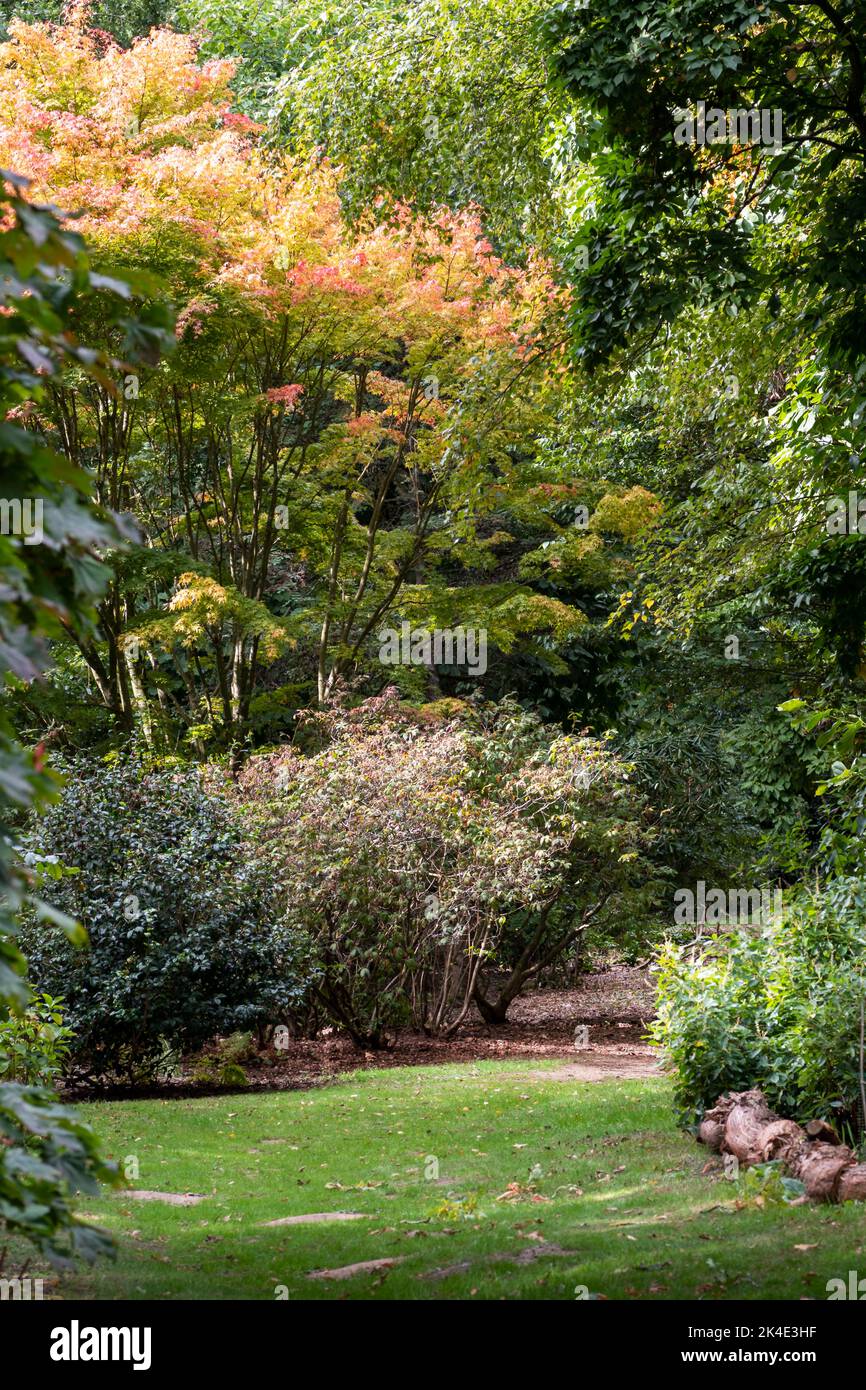 Scène de jardin de forêt avec un arbre Acer qui devient rouge à l'approche de l'automne Banque D'Images
