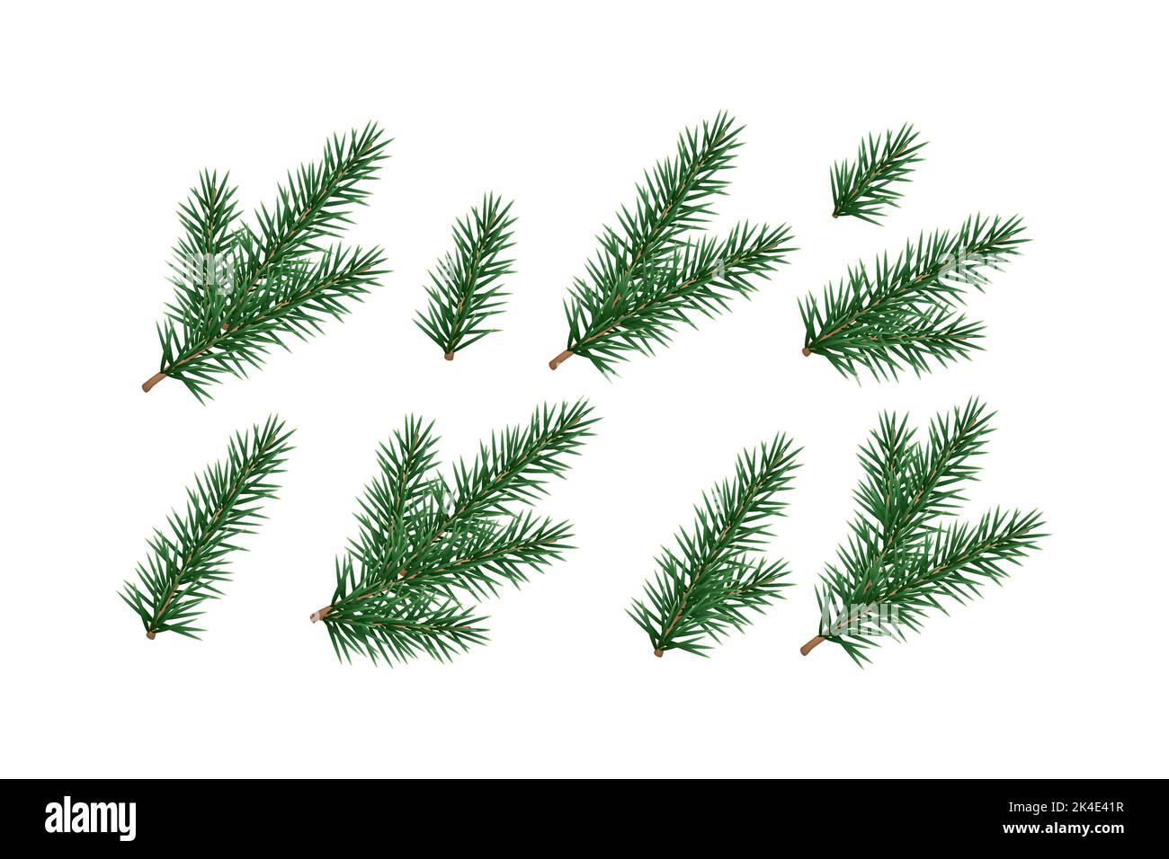 Ensemble de branches de sapin, pin, conifères. Illustration de Vecteur