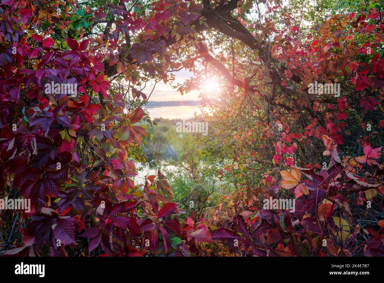 L'automne luxuriant colore le feuillage des raisins sauvages contre un coucher de soleil fantastique Banque D'Images