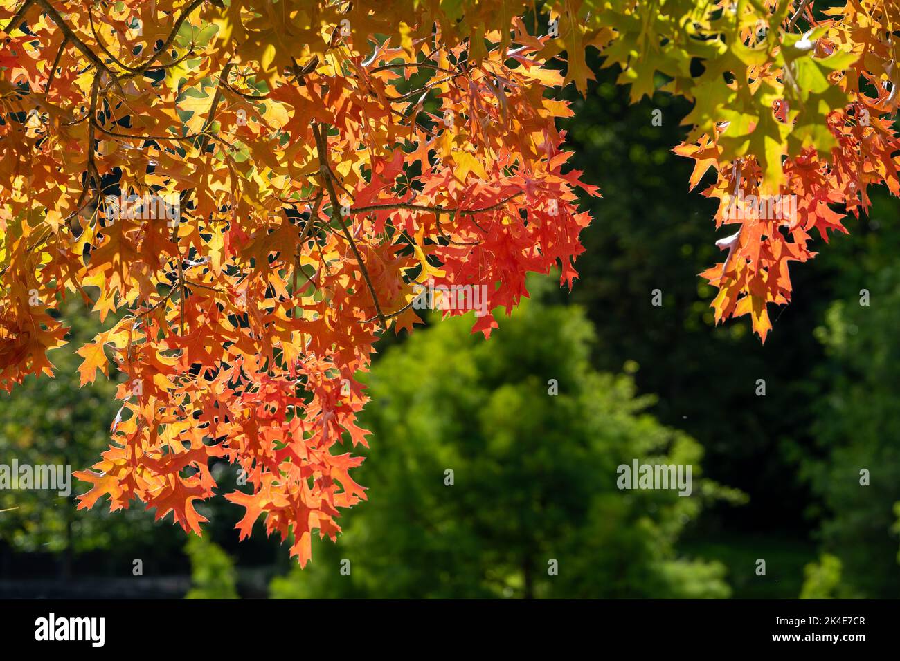 Feuilles colorées sur un érable dans le parc Banque D'Images