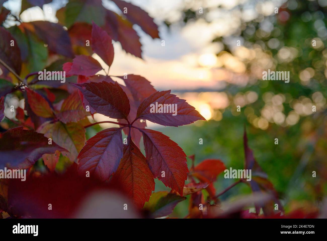 Magnifiques feuilles de raisin sauvage rouge de couleur automnale contre le coucher du soleil Banque D'Images