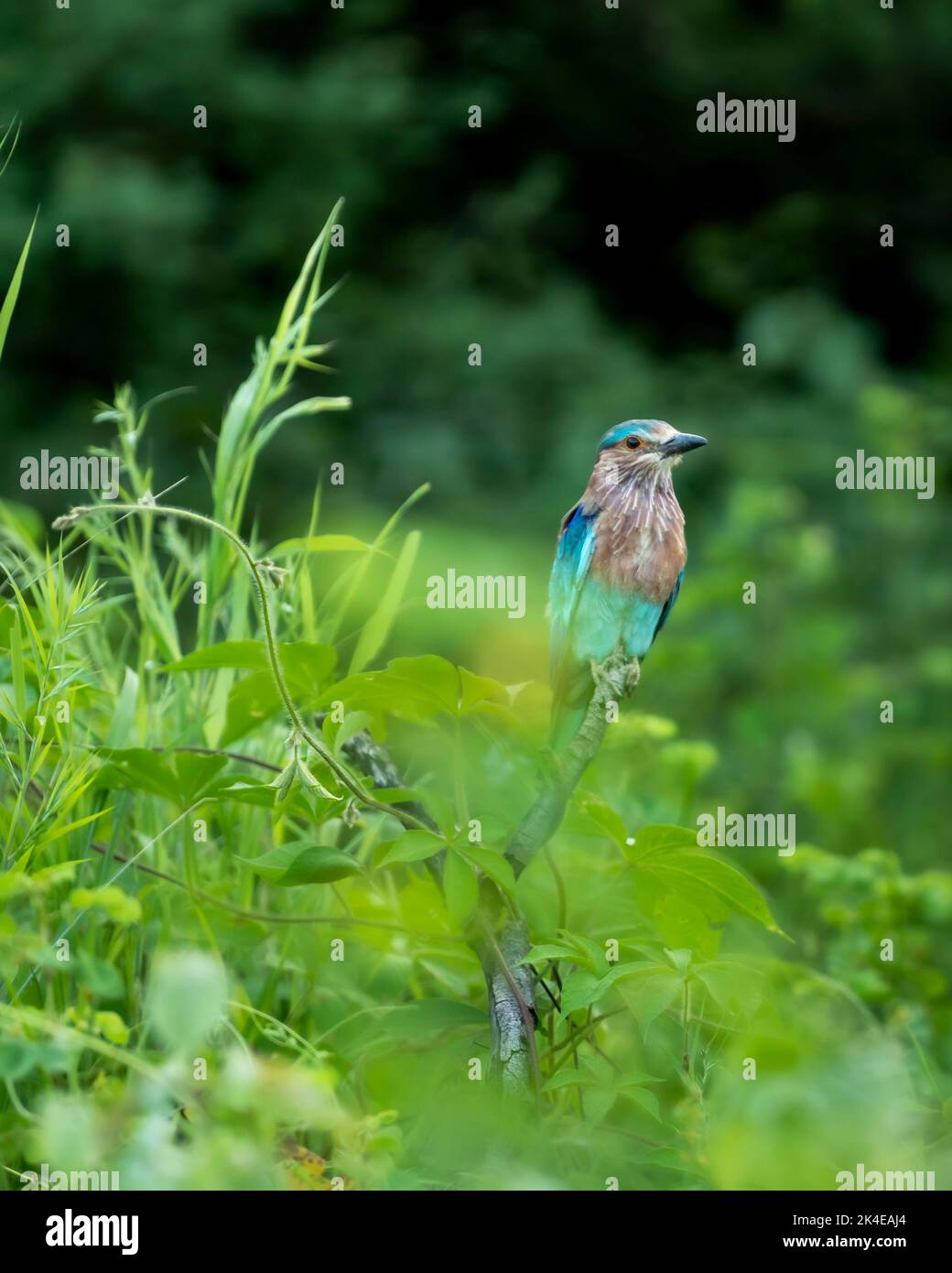 Habitat des oiseaux de Coracias benghalensis dans la saison verte de la mousson dans la forêt du centre de l'inde en asie Banque D'Images