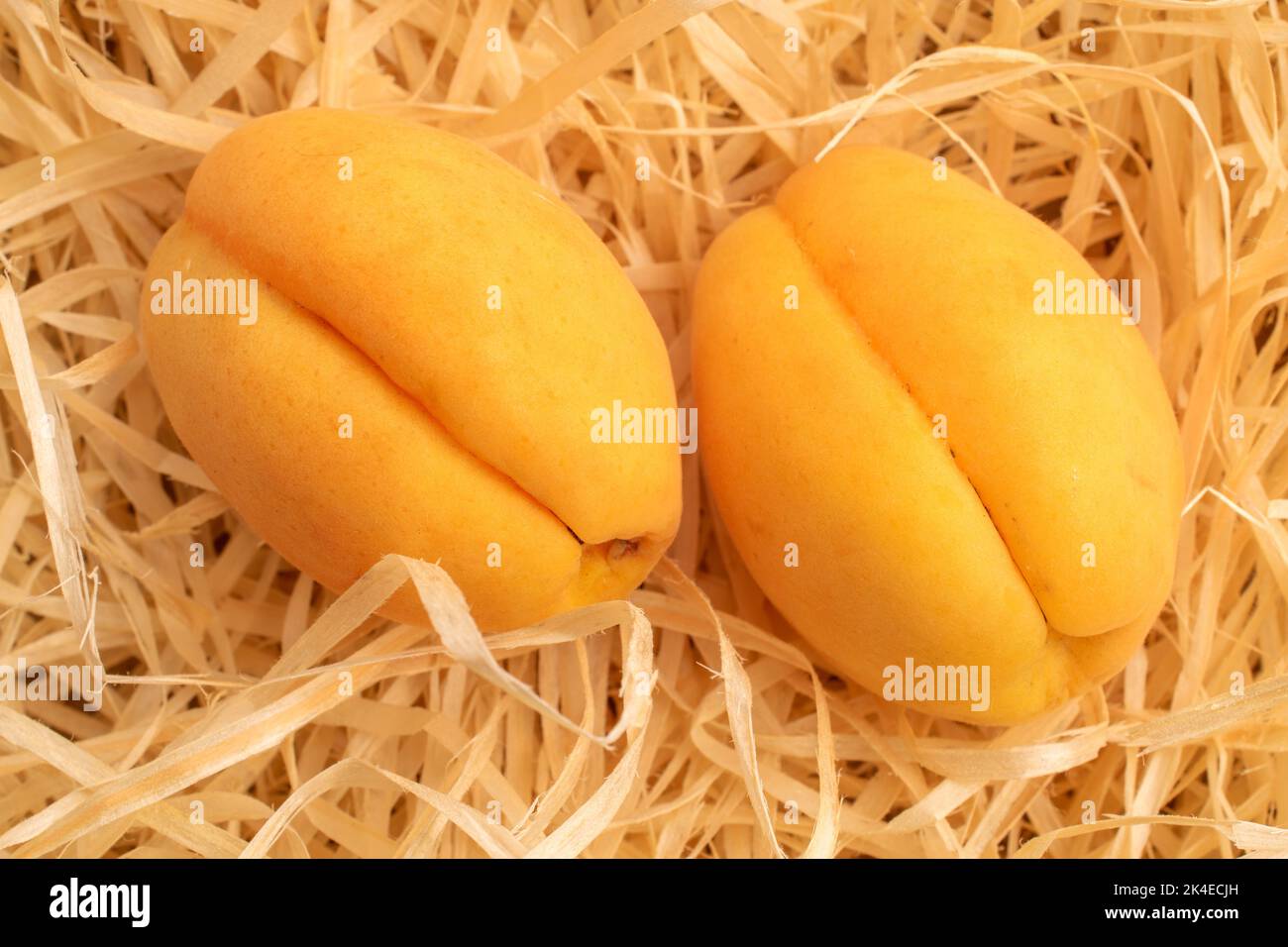 Deux abricots mûrs jaune ananas, macro, sur copeaux de bois, vue de dessus. Banque D'Images