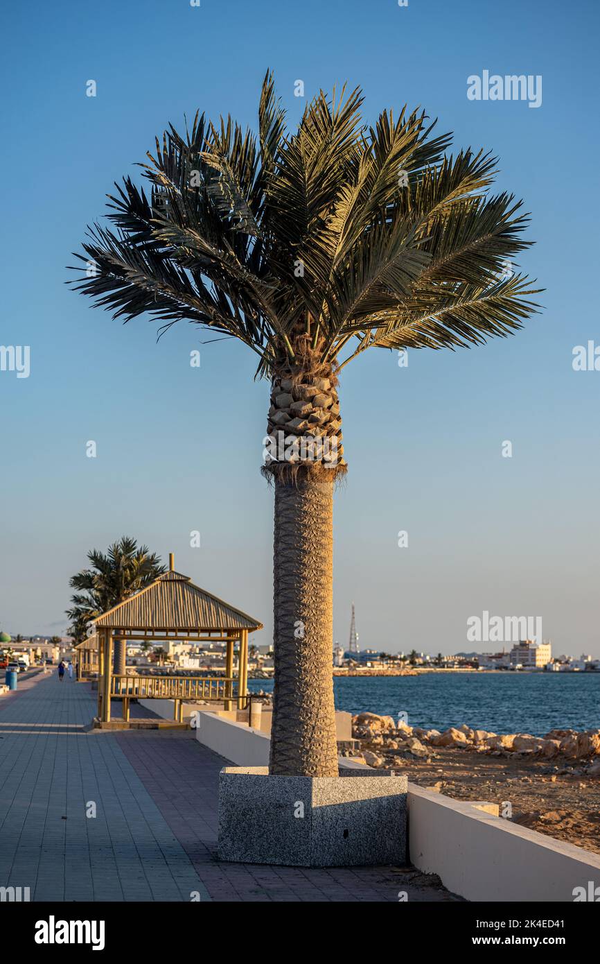 Palmier en plastique sur la corniche de Masirah, île de Masirah, Oman Photo  Stock - Alamy
