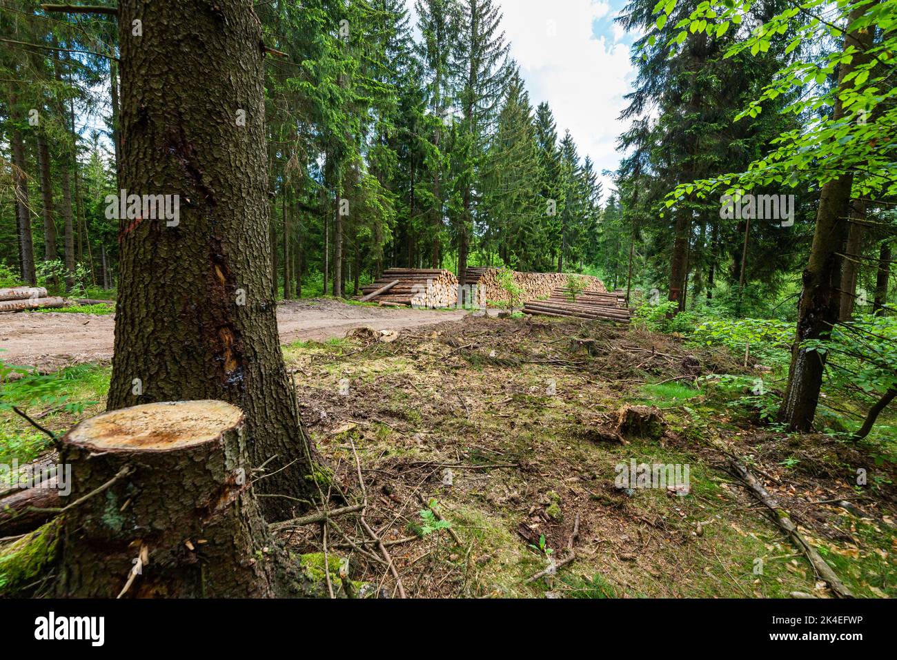 Troncs de bois de charpente pile, l'industrie forestière du bois de forêt. Scier des arbres de la forêt. Troncs en bois épais. Banque D'Images