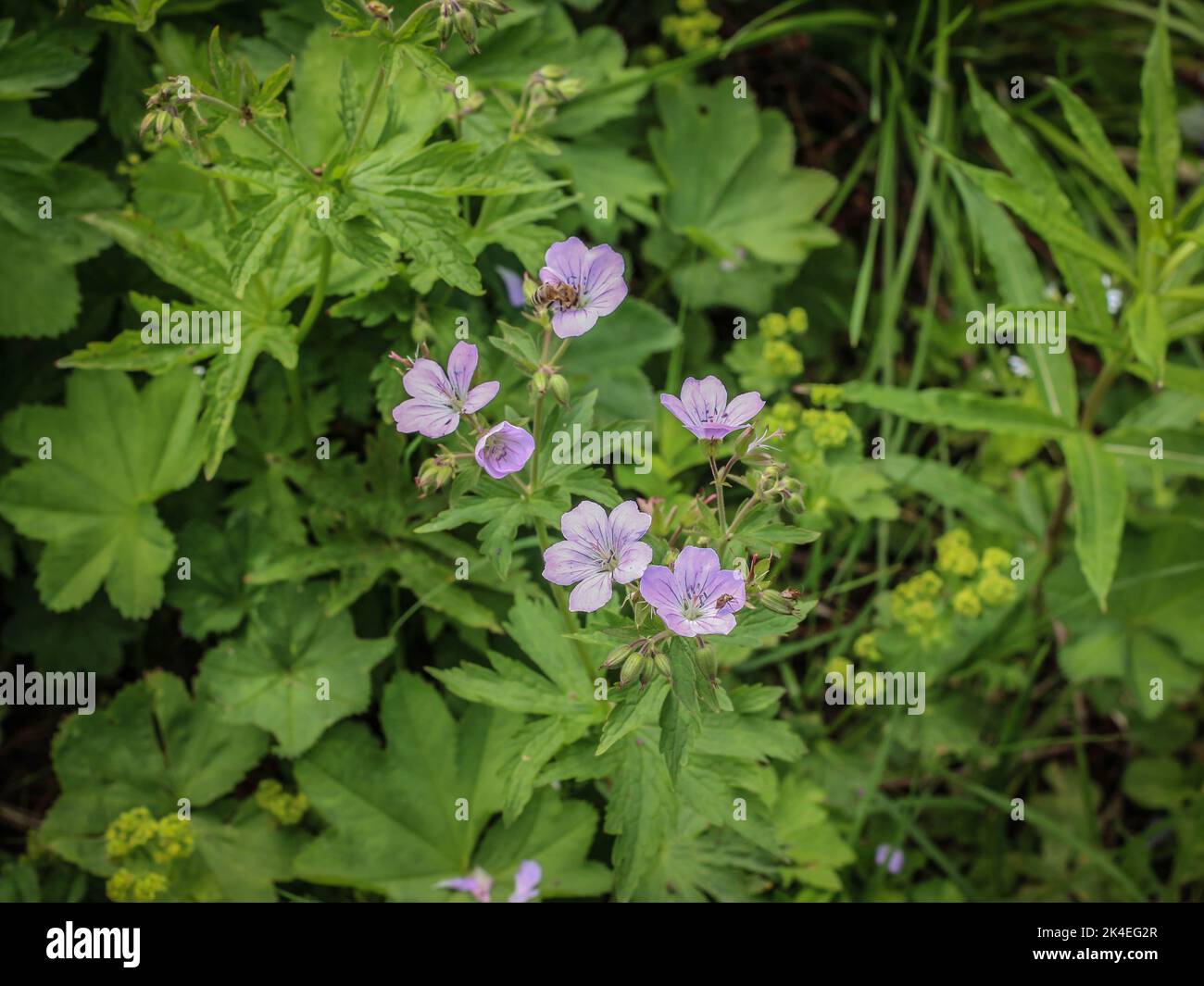 Fleurs roses le bois cranesbill (nom latin: Géranium sylvaticum) à la montagne Mokra Gora près de Tutins dans le sud-ouest de la serbie Banque D'Images