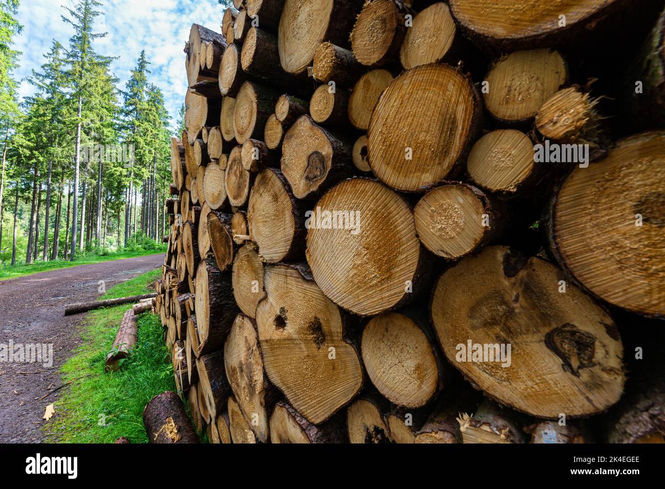 Troncs de bois de charpente pile, l'industrie forestière du bois de forêt. Scier des arbres de la forêt. Troncs en bois épais. Banque D'Images