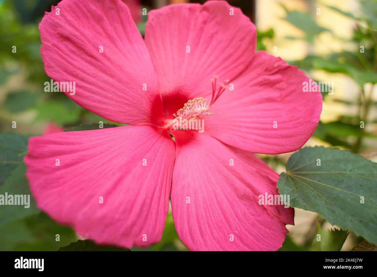 Gros plan de Hibiscus moscheutos roses en fleurs. Mouchard rose marécageux. Banque D'Images