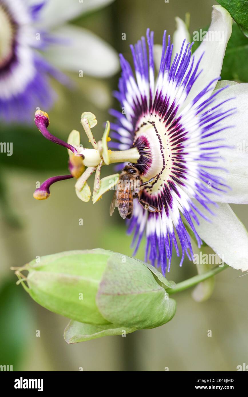 Gros plan d'une abeille se nourrissant d'une fleur de passion Banque D'Images