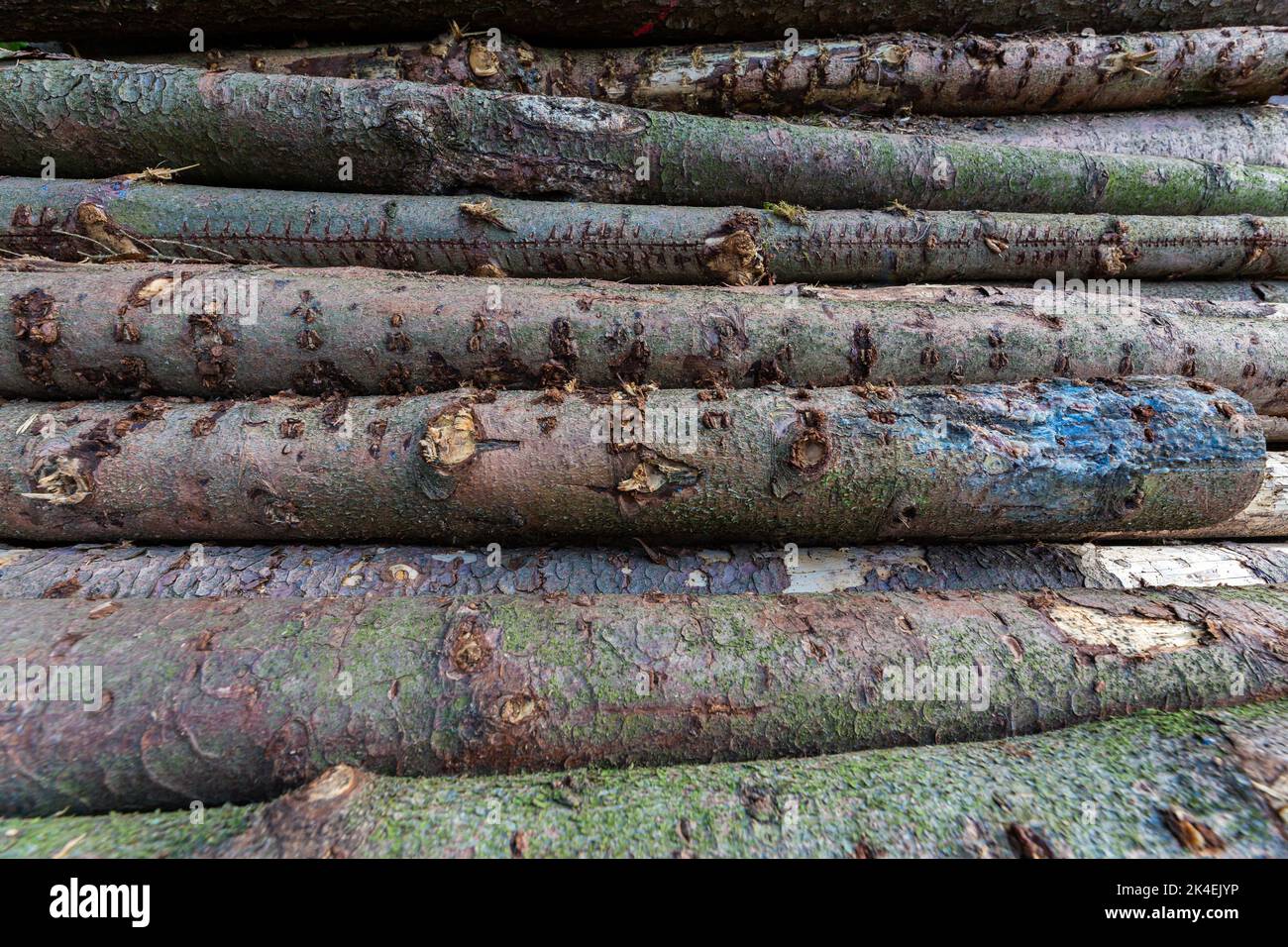 Troncs de bois de charpente pile, l'industrie forestière du bois de forêt. Scier des arbres de la forêt. Troncs en bois épais. Banque D'Images