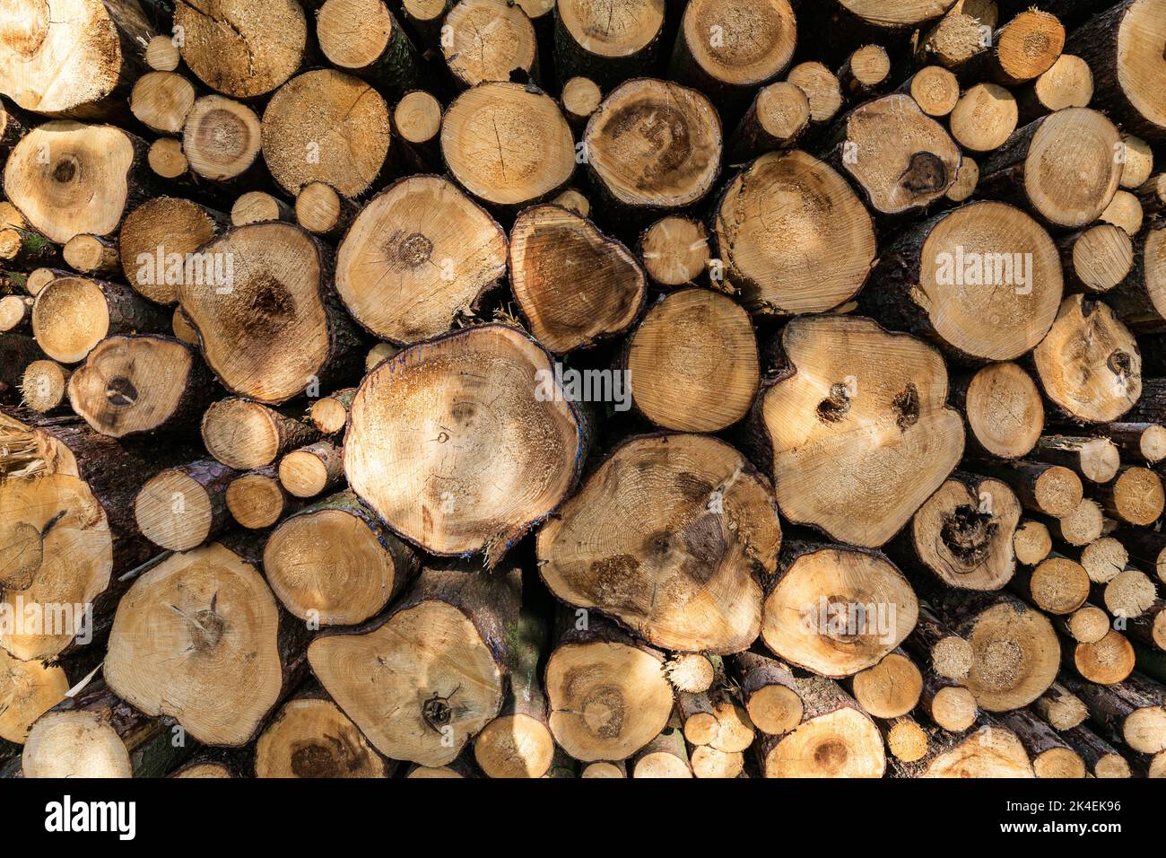 Troncs de bois de charpente pile, l'industrie forestière du bois de forêt. Scier des arbres de la forêt. Troncs en bois épais. Banque D'Images