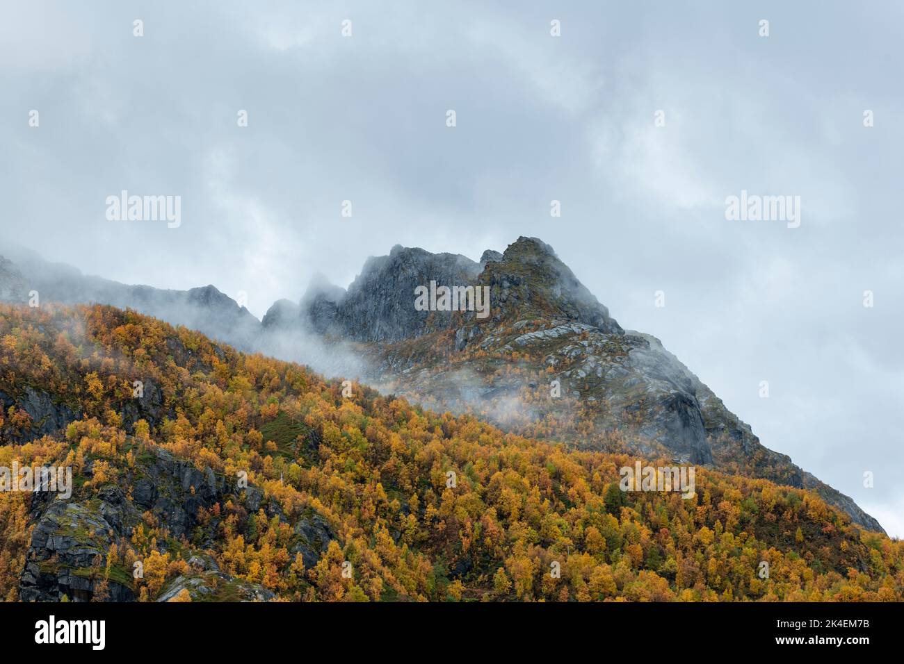 Couleur d'automne dans le paysage en un jour nuageux, île de Senja, Norvège Banque D'Images