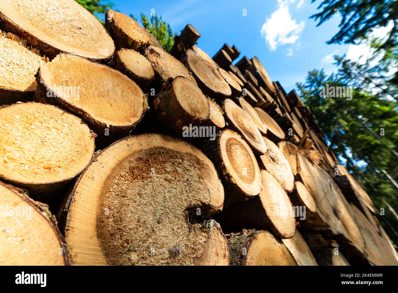 Troncs de bois de charpente pile, l'industrie forestière du bois de forêt. Scier des arbres de la forêt. Troncs en bois épais. Banque D'Images