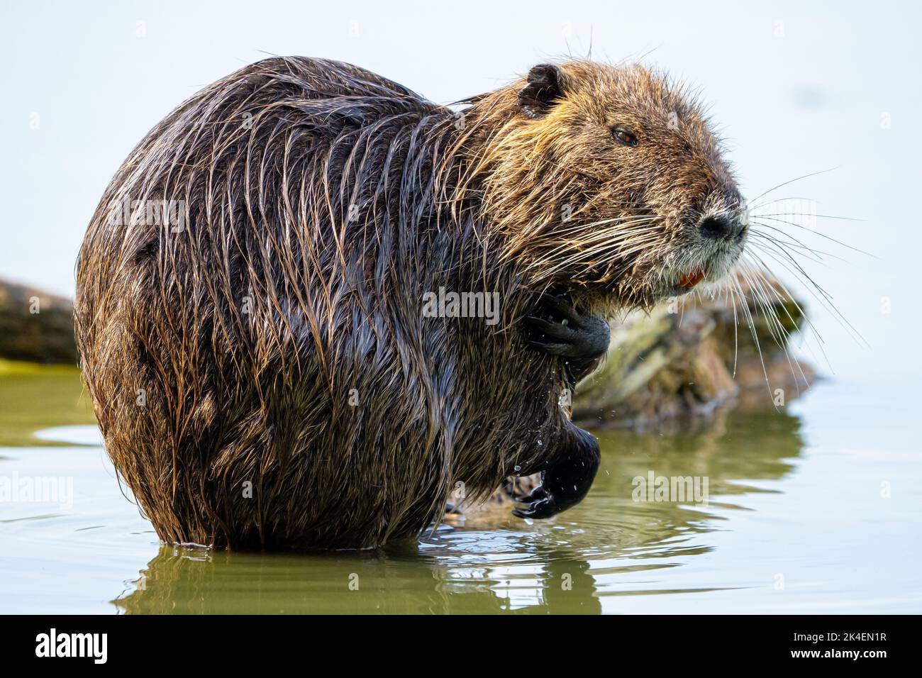 Le nutria, également connu sous le nom de coypu, est un grand rongeur semi-aquatique herbivore. Banque D'Images