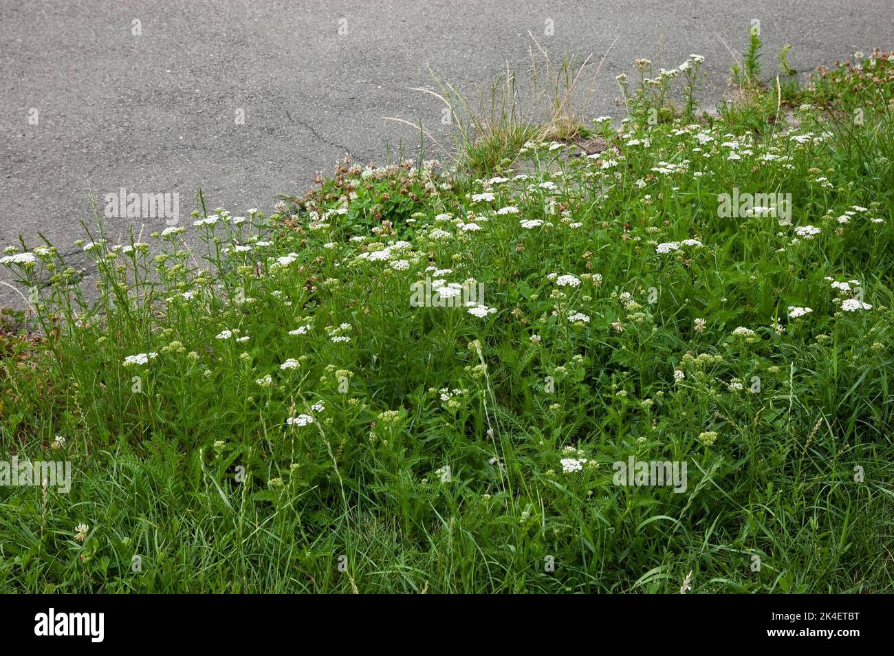 pelouse verte avec trèfle et yarrow et vieux asphalte Banque D'Images