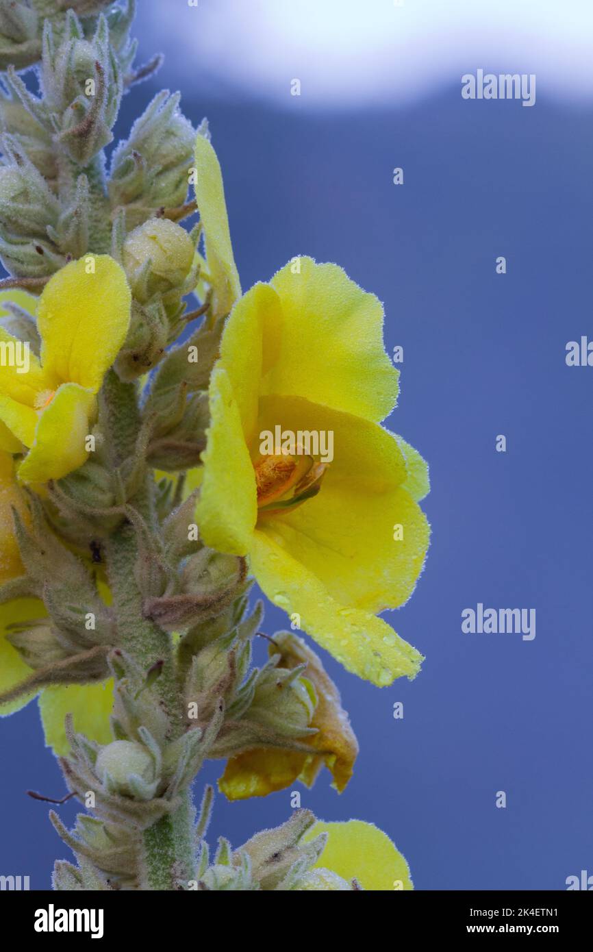 Gros plan d'une fleur jaune, Densflower mullein, contre un ciel bleu Banque D'Images
