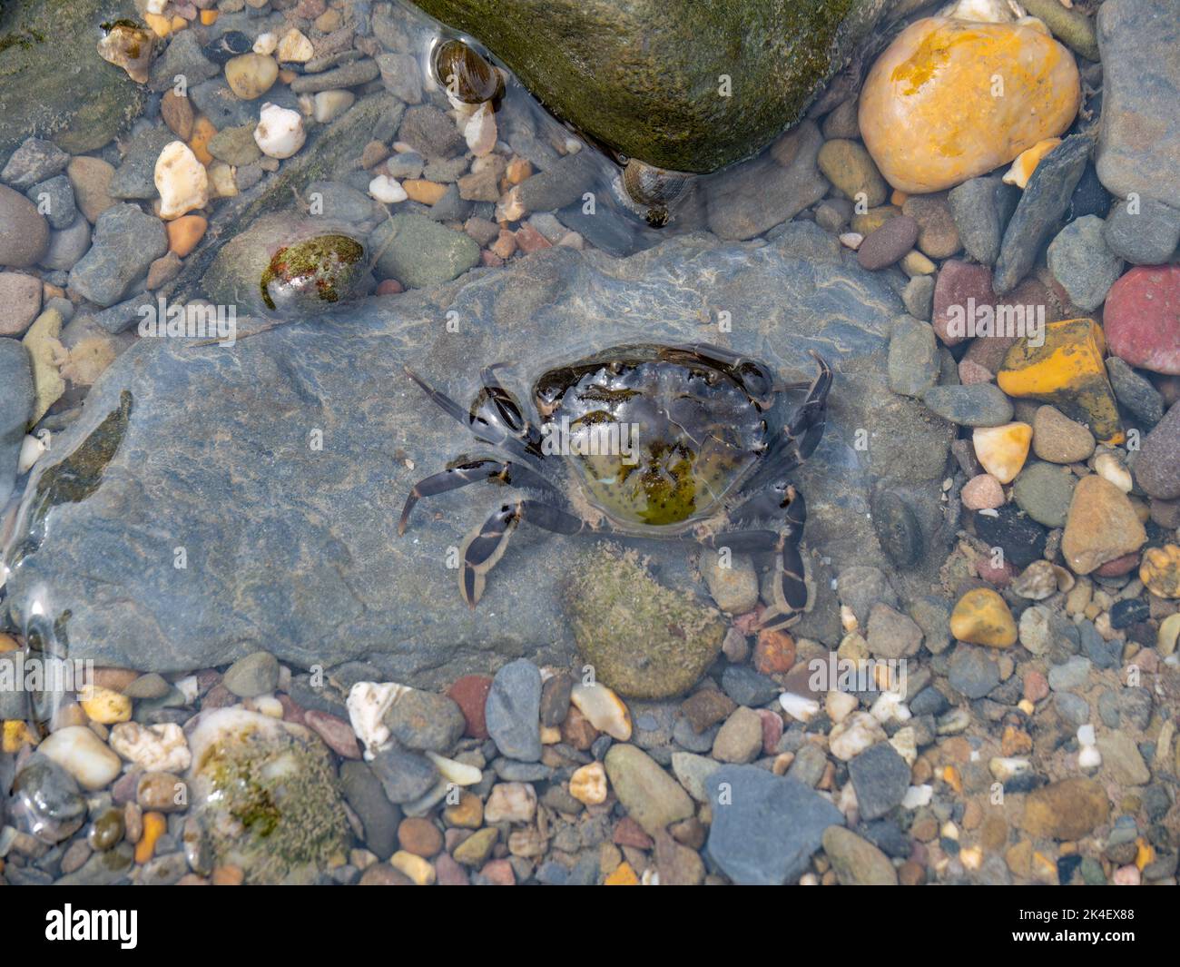 Crabe vert à rockpool, Devon, Royaume-Uni. Banque D'Images
